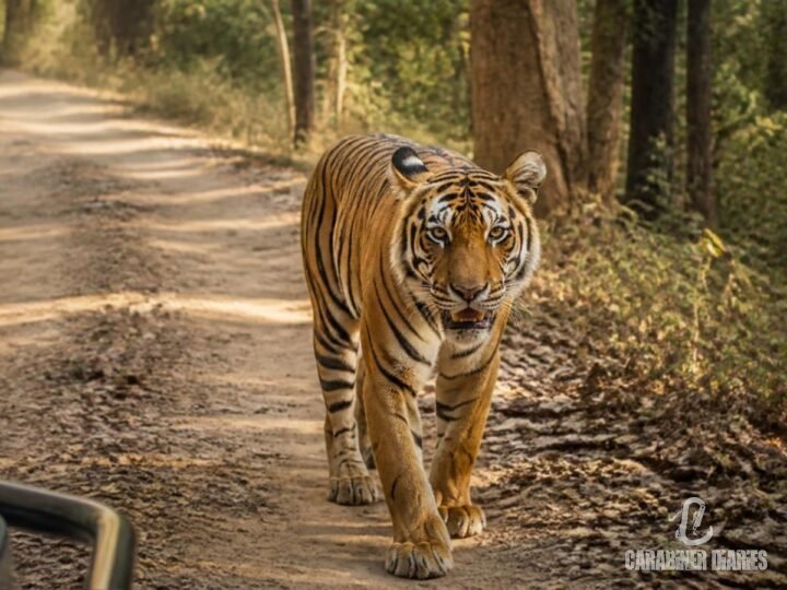 A tiger on a forest track in Kanha National Park