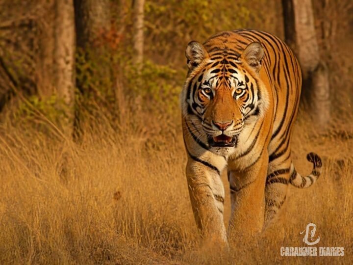 Bengal tiger walking through dry grass in a central Indian forest
